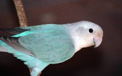 love-birds