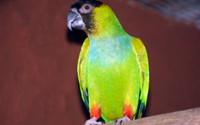 parrot