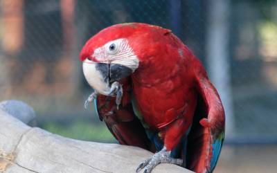 parrot