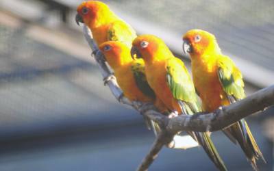parrot