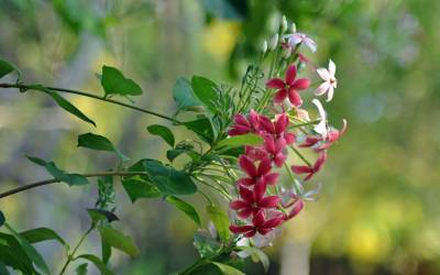 Birds-Park-Flowers