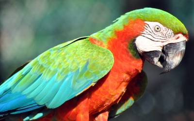 Harlequin-Macaw