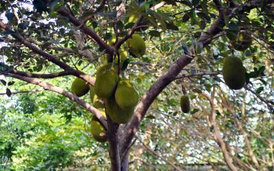 Jack-Tree