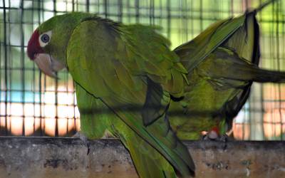 Macaw