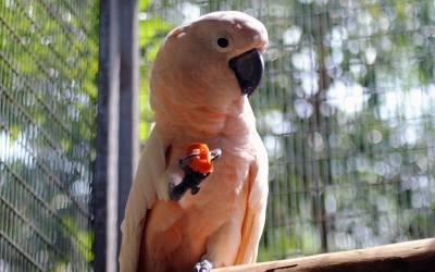 Moluccan-Cockatoo