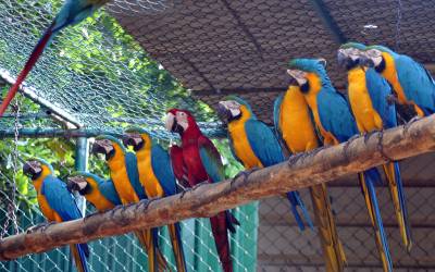 Red-Masked-Conure