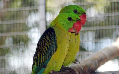 Great-Billed-Parrot-Tanygnathus-Megalorynchos