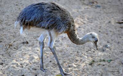 Greater-Rhea-Chick