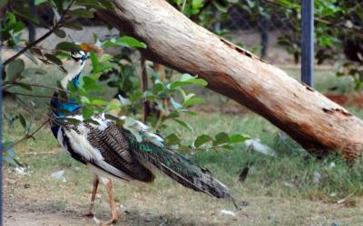 Pied-Peacock
